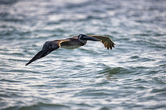 Brown Pelican Flying Low Over Ocean Waves