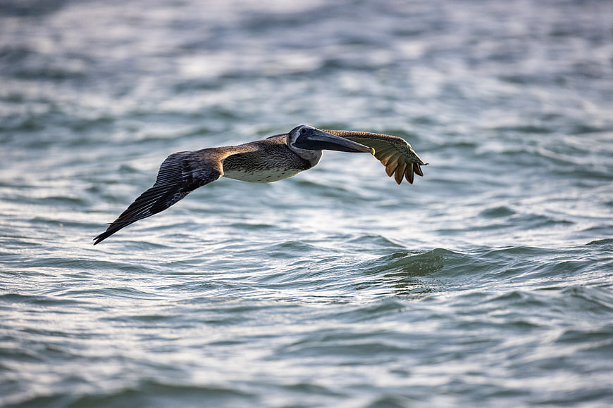 Brown Pelican Flying Low Over Ocean Waves