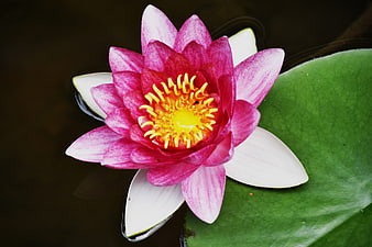 Pink Water Lily Floating on Dark Pond Water