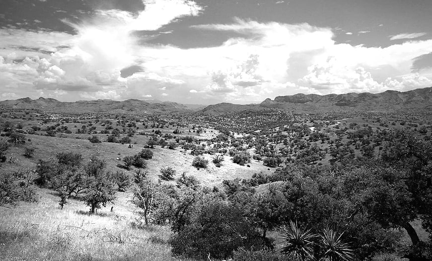 Black and white landscape of rolling hills and scattered trees