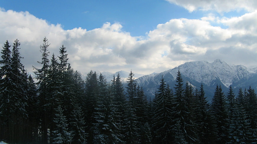 Snowy Pine Forest with Distant Mountain Peaks