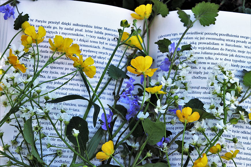 Yellow and white wildflowers on open book pages