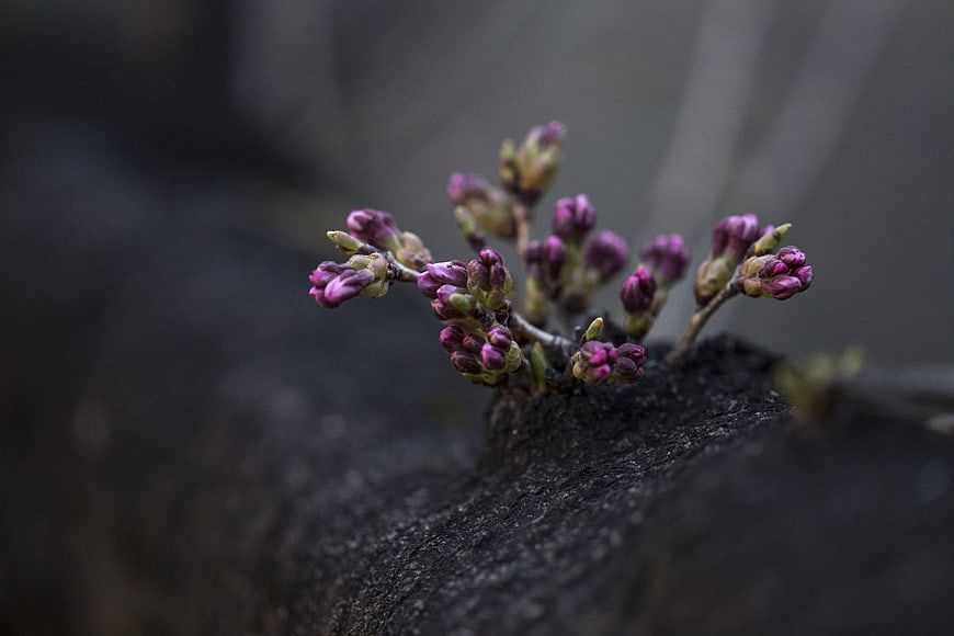 Close-up of purple lilac buds on a dark branch