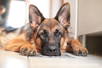 Close-up portrait of a German Shepherd dog resting indoors