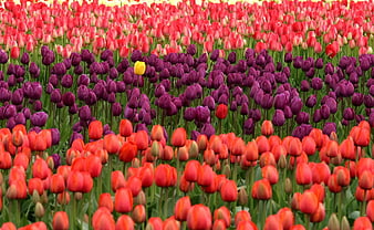 Vibrant Tulip Field with Red, Purple, and Yellow Blooms