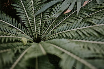 Close-up of lush green fern fronds with natural texture