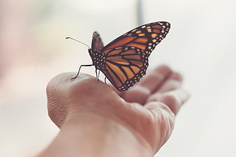 Monarch Butterfly Perched on Human Hand
