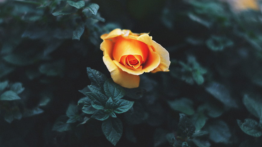 Vibrant Orange Rose Bloom Against Dark Green Foliage
