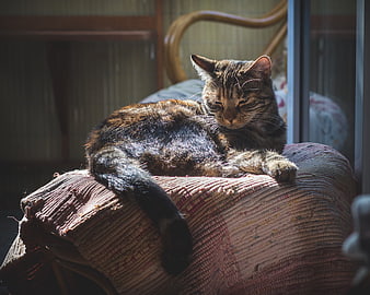 Tabby Cat Relaxing On Worn Upholstered Furniture In Warm Sunlight