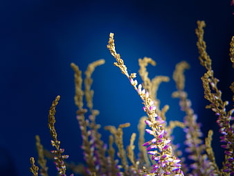 Dried heather flowers against a deep blue background