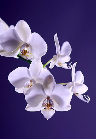 White Moth Orchid Close Up on Purple Background