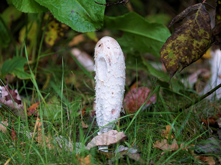 White Shaggy Ink Cap Mushroom in Autumn Grass