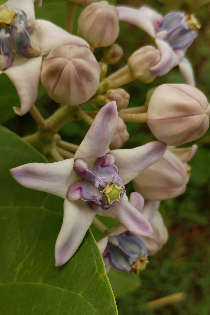 Close-up of Purple Milkweed Flowers with Green Leaves