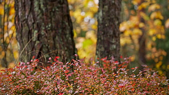Vibrant Red Autumn Foliage in a Forest Understory