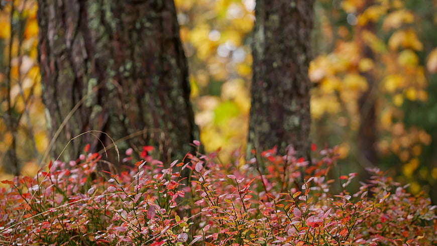 Vibrant Red Autumn Foliage in a Forest Understory