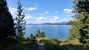 Scenic View Of Lake McDonald Through Pine Trees In Grand Teton National Park