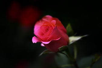 Vibrant Pink Rose Bud Close-Up on Dark Background