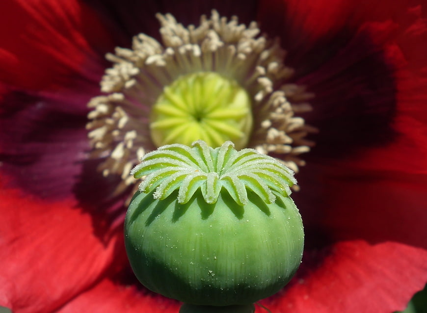 Close-up of Green Poppy Bud with Red Flower Background