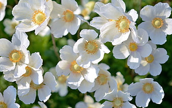 White Anemone Flowers with Yellow Centers in Garden