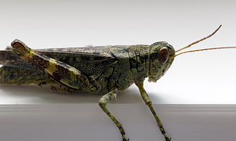 Macro Close-Up of Green Grasshopper on White Background