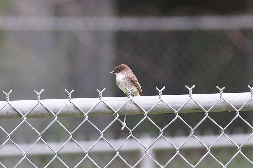 Small brown bird perched on chain link fence