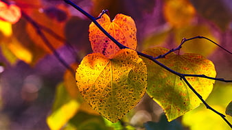 Vibrant Autumn Leaves On Branch With Purple Background