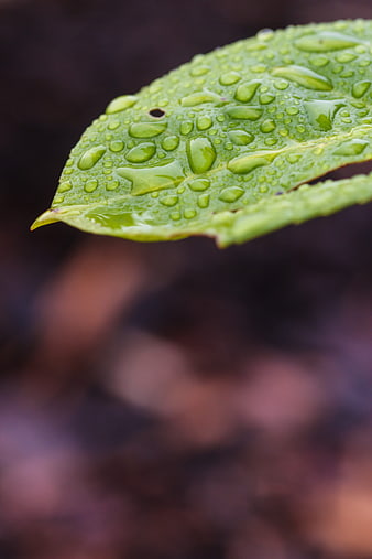 Close-up of green leaf with water droplets