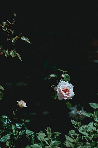Pale Pink Rose Against Dark Background