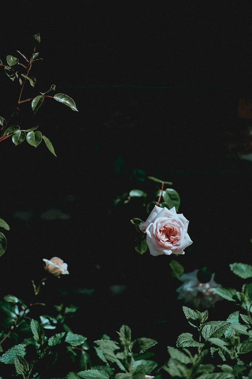 Pale Pink Rose Against Dark Background