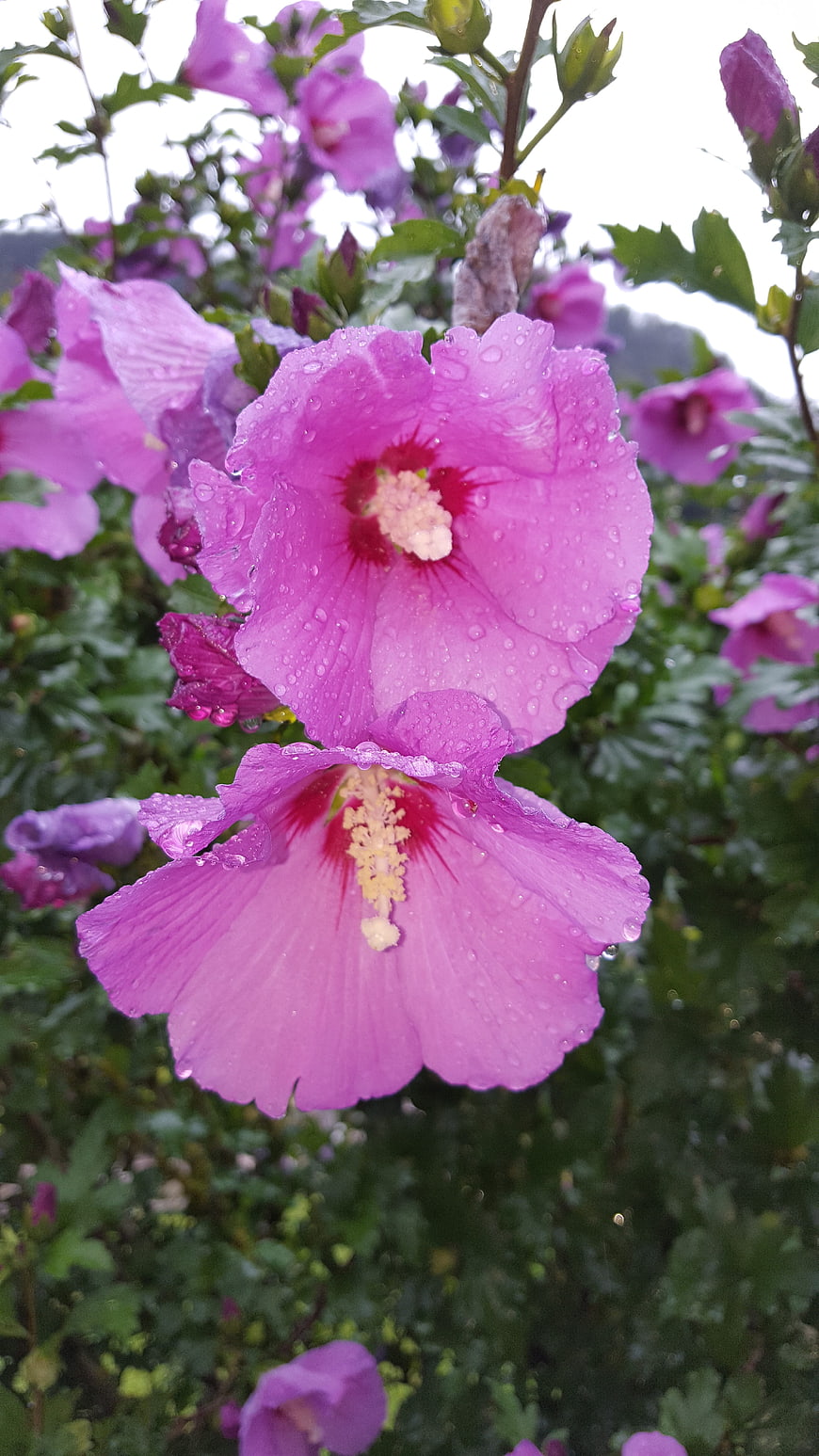 Close-up of purple hibiscus flowers with raindrops