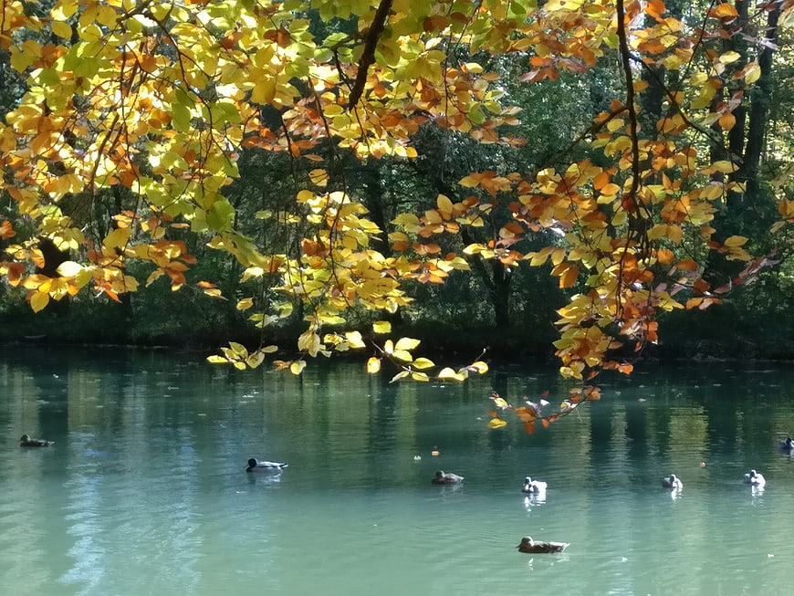Ducks swimming in a pond under autumn leaves