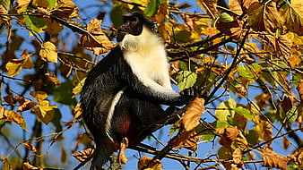 Black and White Colobus Monkey in Autumn Tree