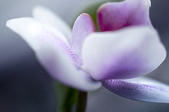Close-up of a delicate white and purple orchid flower