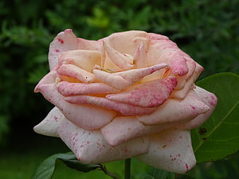 Close-up of a delicate pink and white speckled rose flower