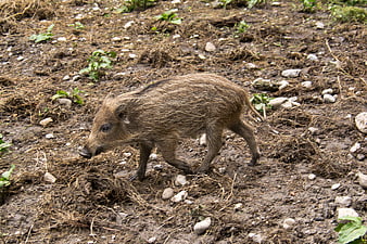 Young wild boar foraging in muddy forest soil