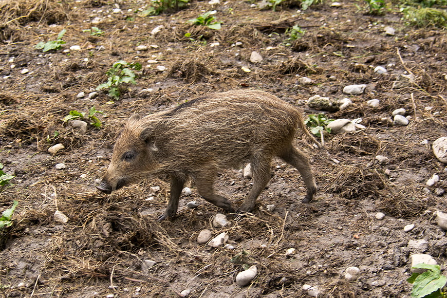 Young wild boar foraging in muddy forest soil