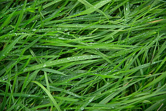 Close-up of fresh green grass with water droplets