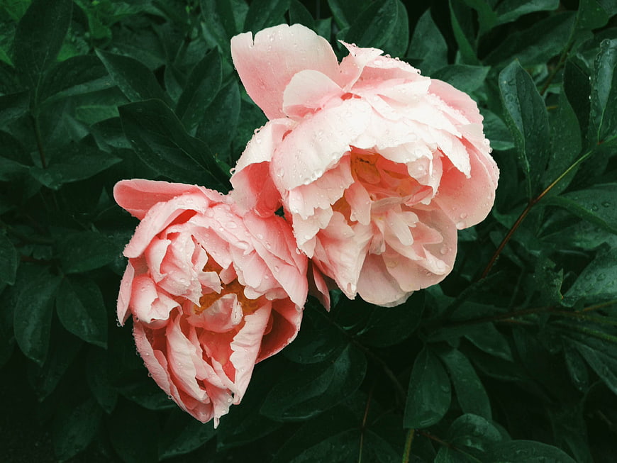 Pink Peonies with Raindrops on Green Leaves