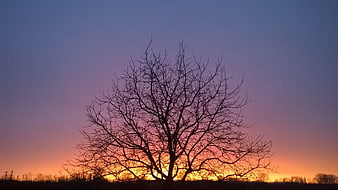 Silhouette of bare tree against colorful sunset sky