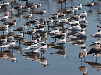 Flock of terns and gulls standing in shallow water