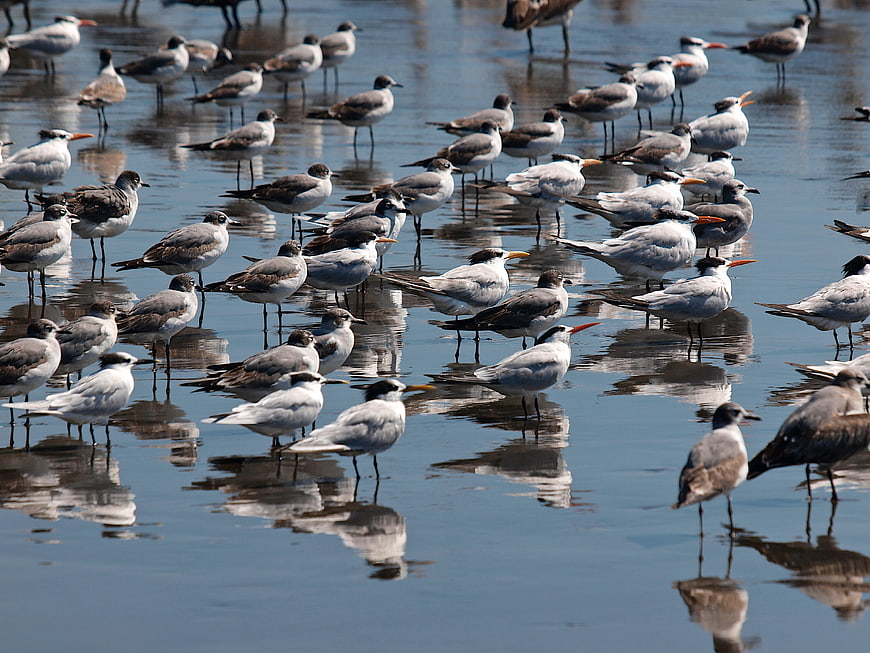 Flock of terns and gulls standing in shallow water