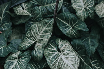 Close-up of dark green variegated caladium leaves