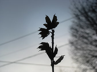 Silhouette of dried plant against overcast sky
