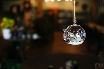 Hanging glass terrarium with air plant and white pebbles
