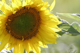 Close-up of a vibrant yellow sunflower in sunlight