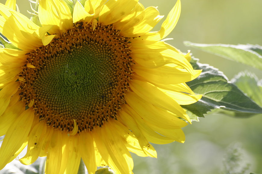 Close-up of a vibrant yellow sunflower in sunlight