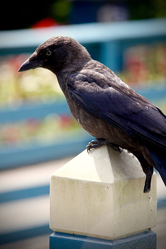 Close-up of a black crow perched on a post