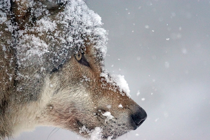 Close-up of a wolf head covered in snow during winter