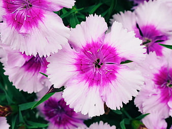Close-up of vibrant pink and white Dianthus flowers
