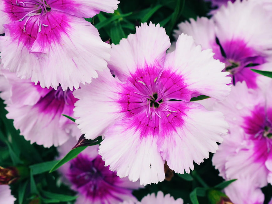 Close-up of vibrant pink and white Dianthus flowers